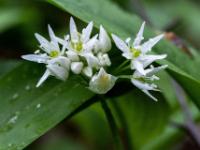 Nahaufnahme Bärlauchblüten Dolde